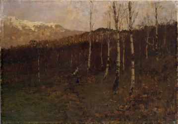 Coppice Birch Forest